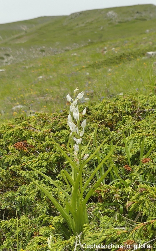 Campo Imperatore, laltopiano e le orchidee  19 giugno 2021.